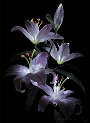 Beautiful Flowers Purple Madonna Lilly  GIF