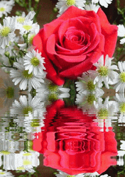 Beautiful Flowers Rose Daisy Reflection GIF