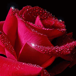 Beautiful Flowers Sparkling Fresh Rose GIF
