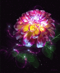 Beautiful Flowers Sparkling Glowing Dahlia GIF
