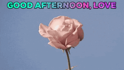 Beautiful Good Afternoon Blooming Flower GIF