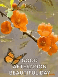 Beautiful Good Afternoon Orange Flowers Butterfly GIF