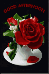 Beautiful Good Afternoon Red Rose Petals GIF