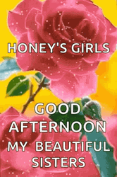 Beautiful Good Afternoon Snowing Pink Roses GIF