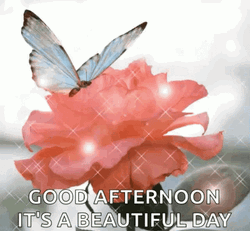 Beautiful Good Afternoon Sparkling Greeting GIF