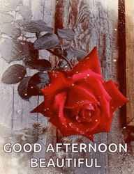 Beautiful Good Afternoon Sparkling Red Rose GIF