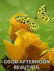 Beautiful Good Afternoon Yellow Butterfly Flowers GIF