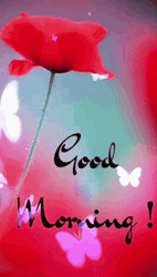 Beautiful Good Morning Fresh Rose And Butterflies GIF