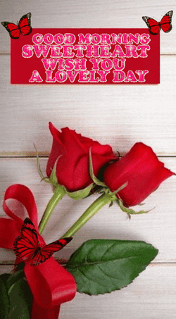 Beautiful Good Morning Red Roses GIF