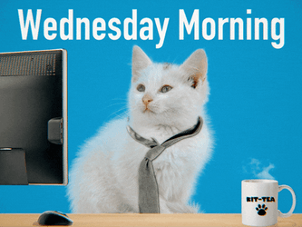 Beautiful Good Morning Wednesday Cute Cat GIF