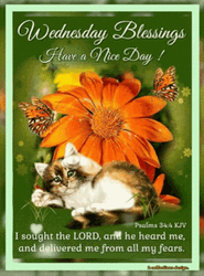 Beautiful Good Morning Wednesday Orange Flower Cat GIF