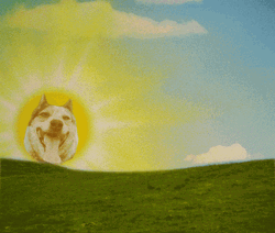 Beautiful Good Morning Wednesday Sun Dog GIF