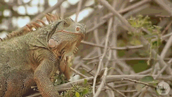 Beautiful Grumpy Lizard Happy Birthday GIF