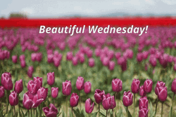 Beautiful Happy Wednesday Tulips GIF