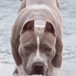 Beautiful Looking Pitbull GIF