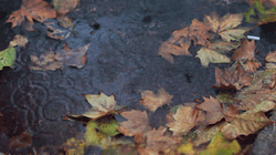 Beautiful Maple Leaf Showered By Rain GIF