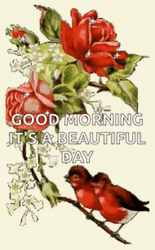 Beautiful Morning Butterfly Sparkles GIF