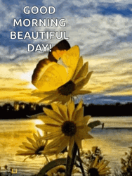 Beautiful Morning Flower Nature GIF
