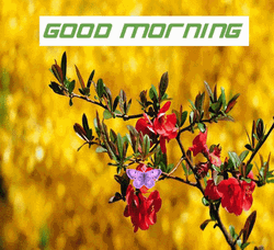 Beautiful Morning Purple Butterfly GIF