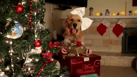 Beautiful Puppy Gifts Merry Christmas GIF