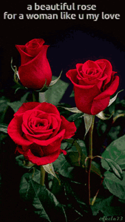 Beautiful Roses GIF