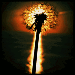 Beautiful Sunflower Art
