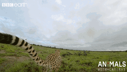 Beautiful Tail Cheetah Running On The Grass GIF
