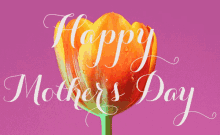 Beautiful Tulip Color Animation Happy Mothers Day Niece GIF