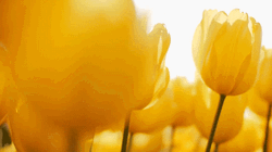 Beautiful Tulips Swaying In Wind GIF