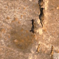 Beautiful View Of Ongole Cattle And Cheetah Running  GIF