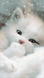 Beautiful White Cat With Sparkle GIF