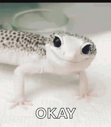 Beautiful White Lizard Winking GIF