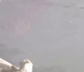 Beaver Breaking Out From Ice GIF