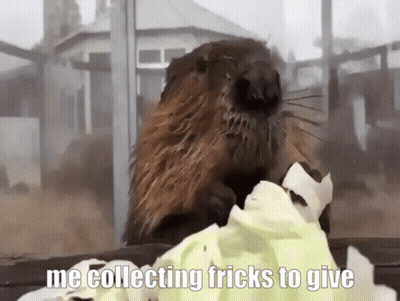 Beaver Eating Lettuce Me Collecting Tricks To Give GIF