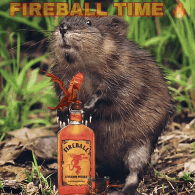 Beaver Holding Fireball Whiskey Next To Dragon GIF