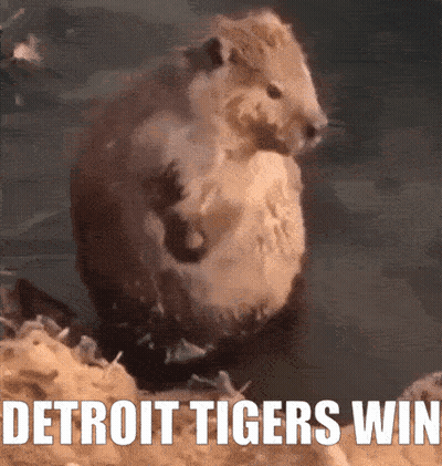 Beaver In Water Detroit Tigers Win GIF