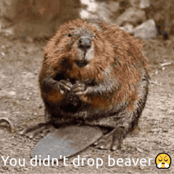 Beaver GIF
