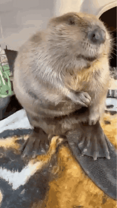 Beaver Sitting On Couch Blanket GIF