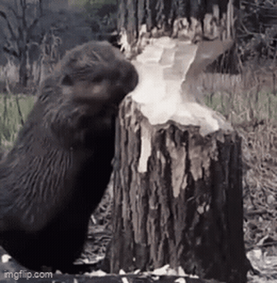 Beaver Standing Next To Cut Tree Stump GIF