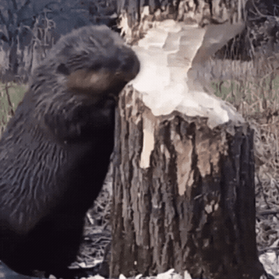 Beaver Standing Next To Tree Stump GIF