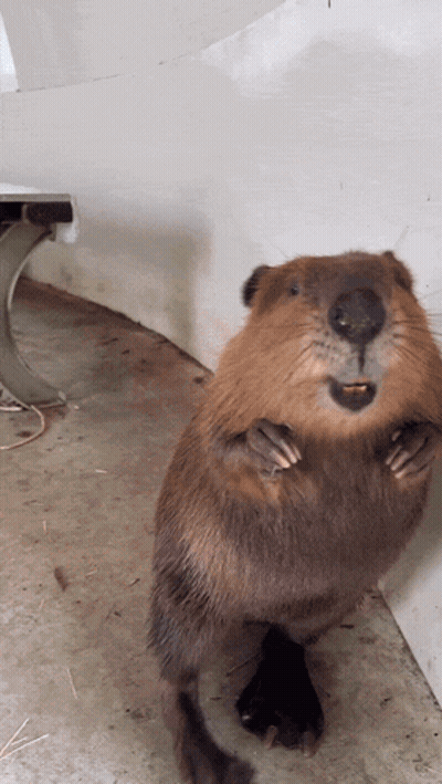 Beaver Standing On Hind Legs GIF