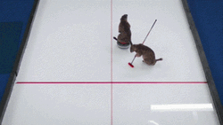 Beavers Curling Olympics GIF