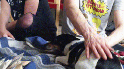 Beavis And Butt Head Fan Shirt GIF