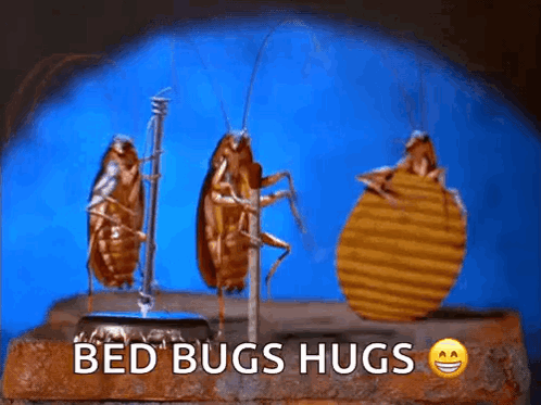 Bed Bugs Hugging GIF