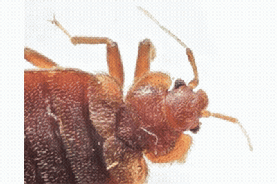 Bedbugs On Paper Courtesy Of Pest Management GIF