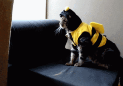 Bee Cat Falling GIF