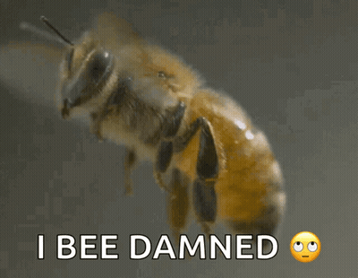 Bee Flying Close Up GIF
