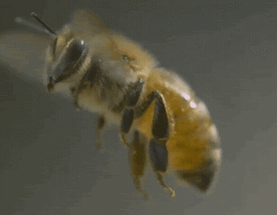 Bee Flying Close Up GIF