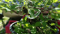 Bee Flying Slow Motion GIF