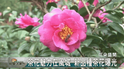 Bee Gathering Nectar From Pink Flower GIF